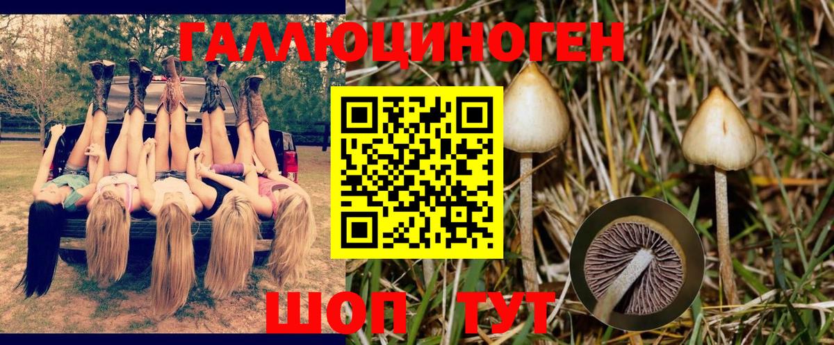 Галлюциногенные грибы Psilocybine cubensis  Вход с VPN  Новочебоксарск 